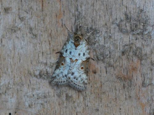 Nycteola revayana